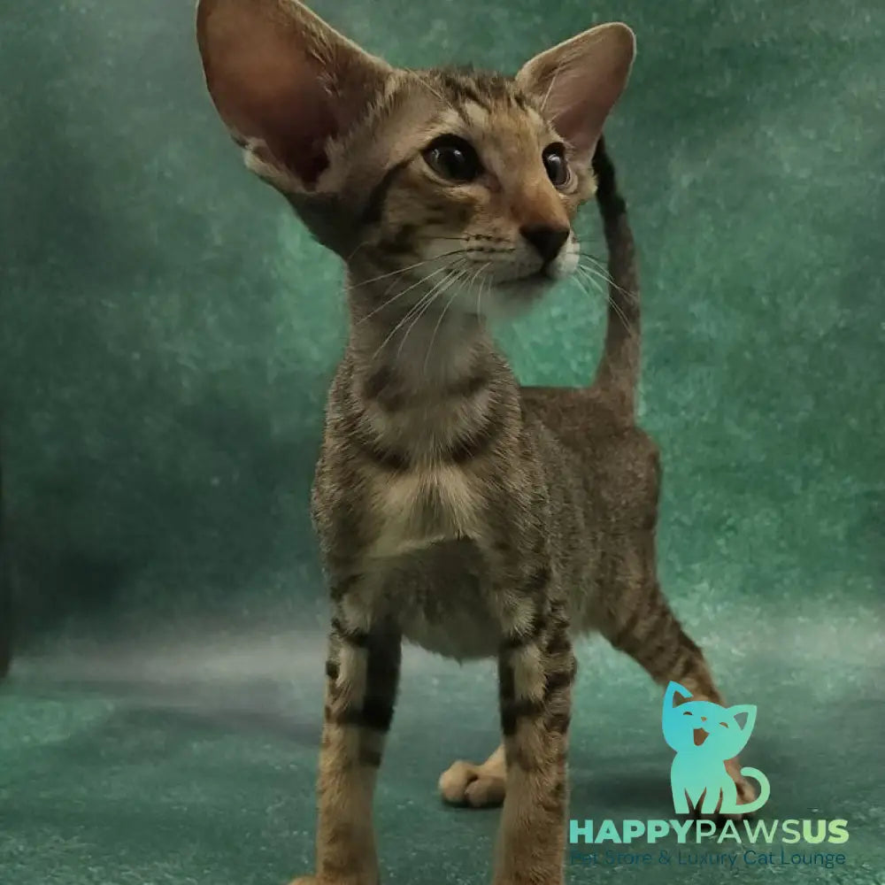 Azur Oriental Shorthair male black spotted tabby - live animals