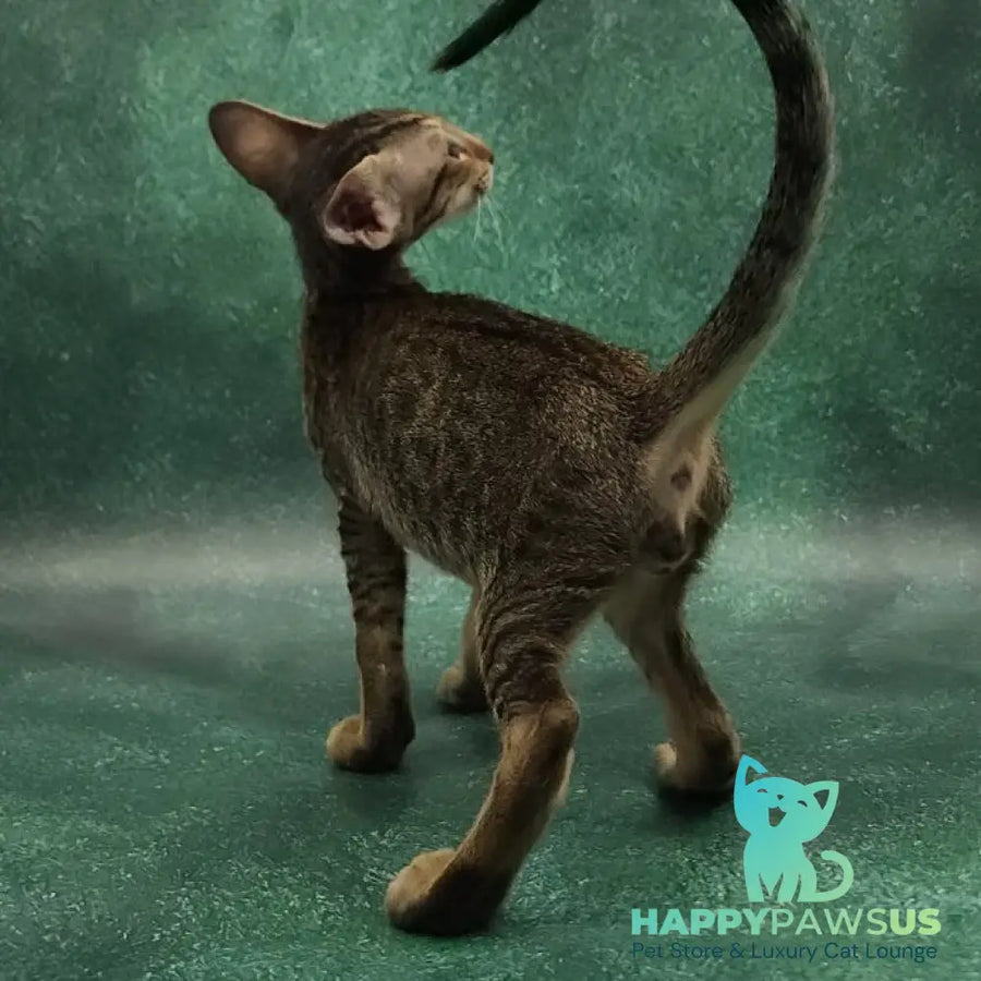 Azur Oriental Shorthair male black spotted tabby - live animals