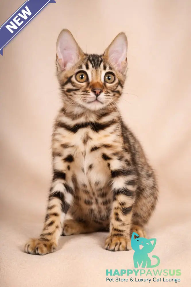 Azura Bengal female black spotted tabby - live animals