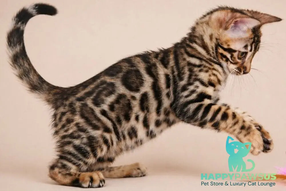 Azura Bengal female black spotted tabby - live animals