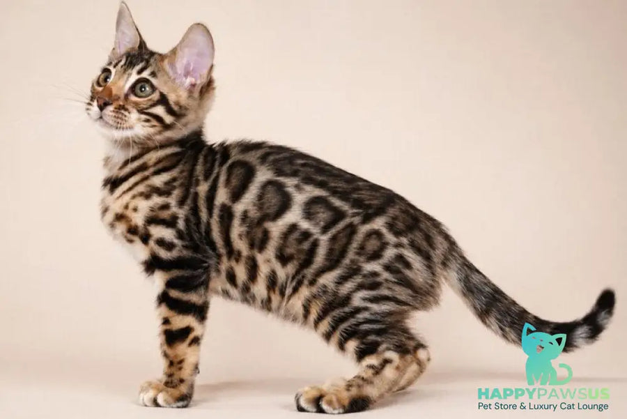 Azura Bengal female black spotted tabby - live animals