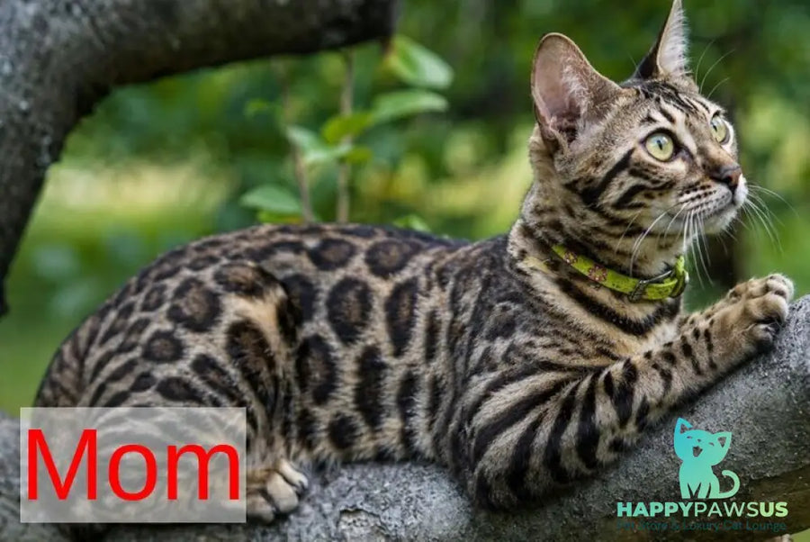 Azura Bengal female black spotted tabby - live animals