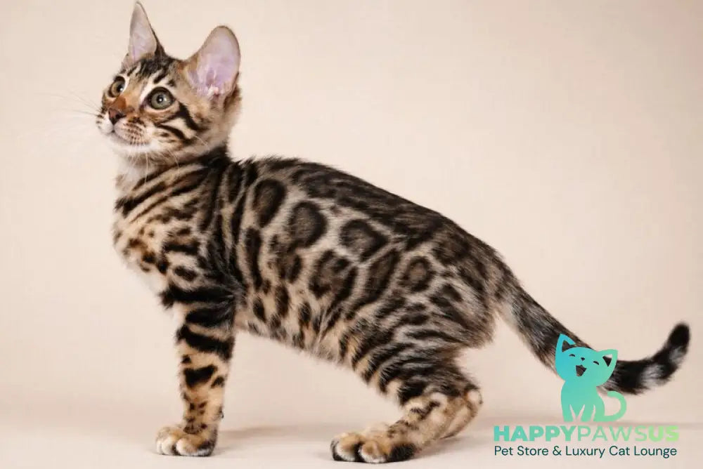 Azura Bengal female black spotted tabby - live animals