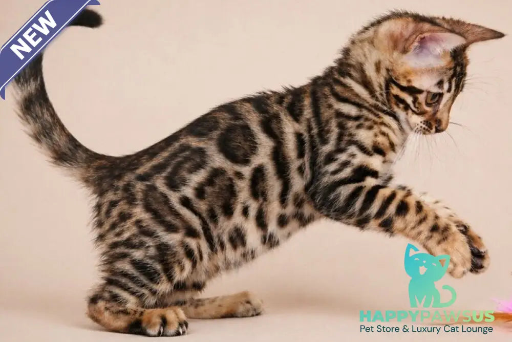 Azura Bengal female black spotted tabby - live animals
