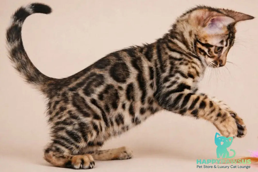 Azura Bengal female black spotted tabby - live animals