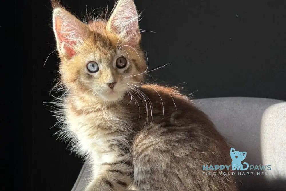 Azura Maine Coon female black spotted tabby with white live animals