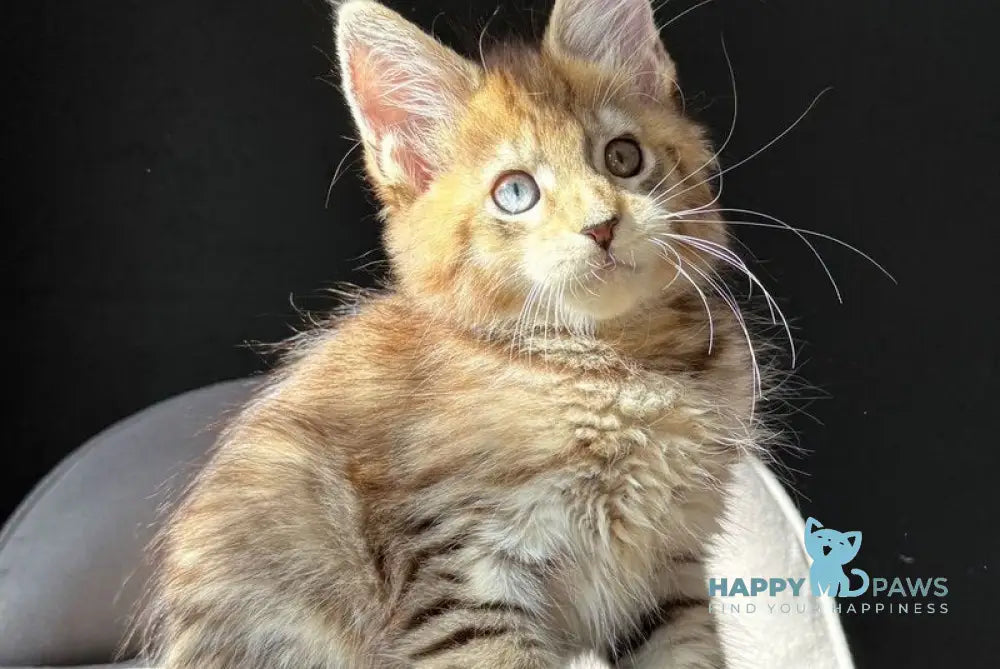 Azura Maine Coon female black spotted tabby with white live animals