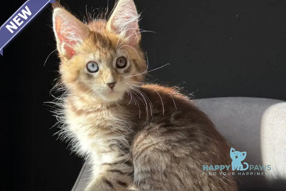Azura Maine Coon female black spotted tabby with white live animals