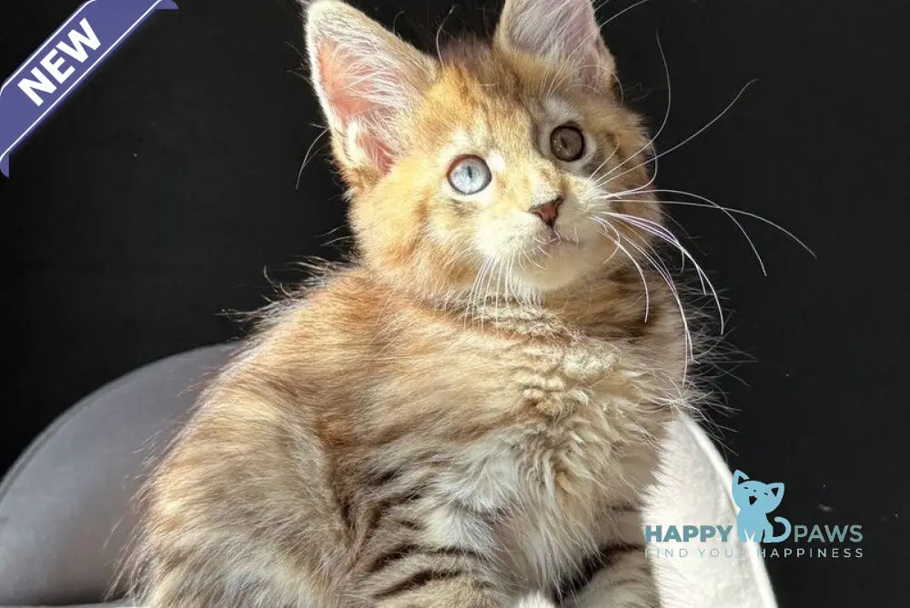 Azura Maine Coon female black spotted tabby with white live animals