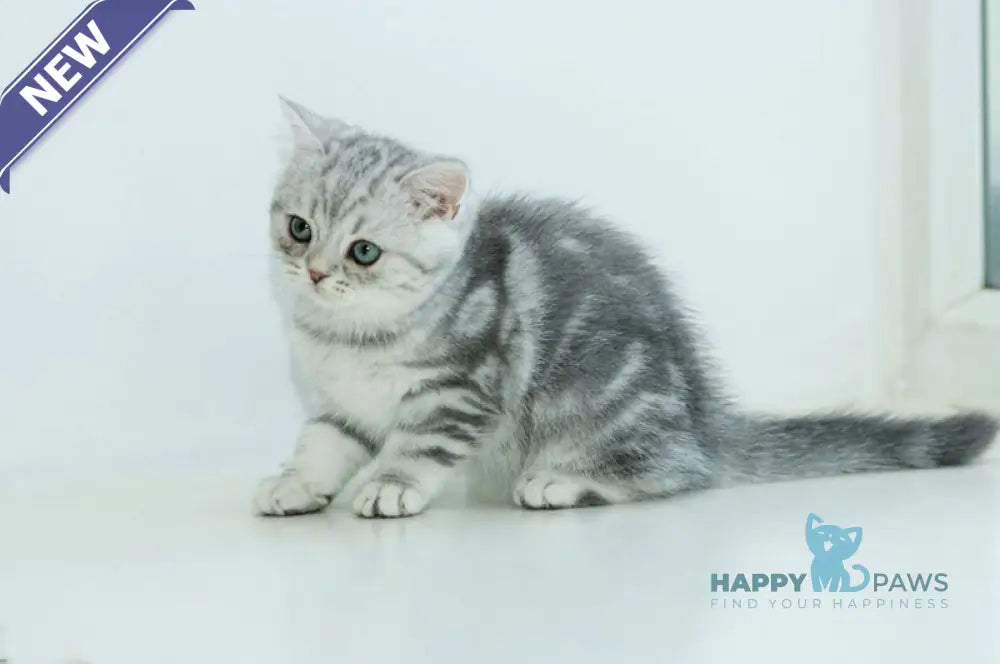 Azura Scottish Straight female blue silver tabby live animals