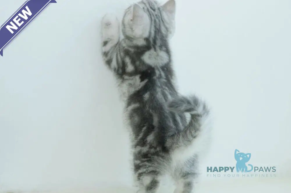 Azura Scottish Straight female blue silver tabby live animals