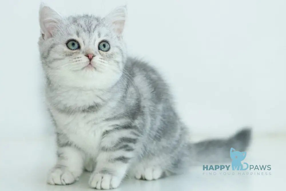Azura Scottish Straight female blue silver tabby live animals