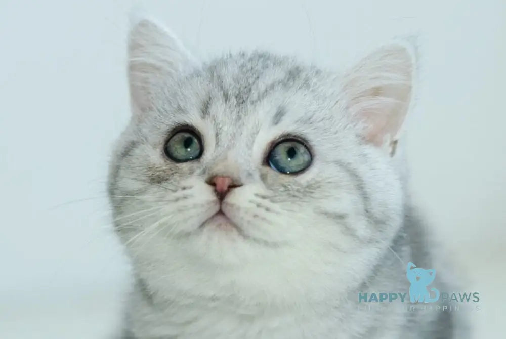 Azura Scottish Straight female blue silver tabby live animals