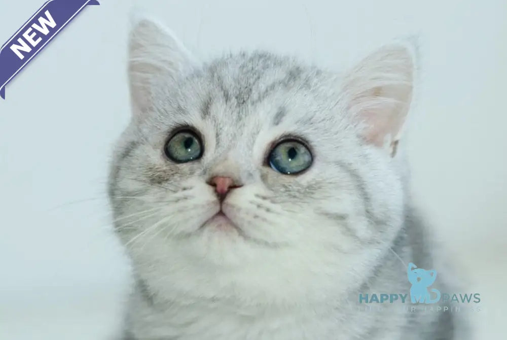 Azura Scottish Straight female blue silver tabby live animals