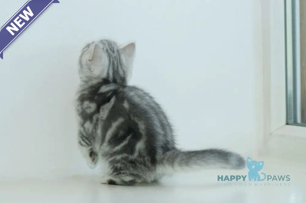 Azura Scottish Straight female blue silver tabby live animals