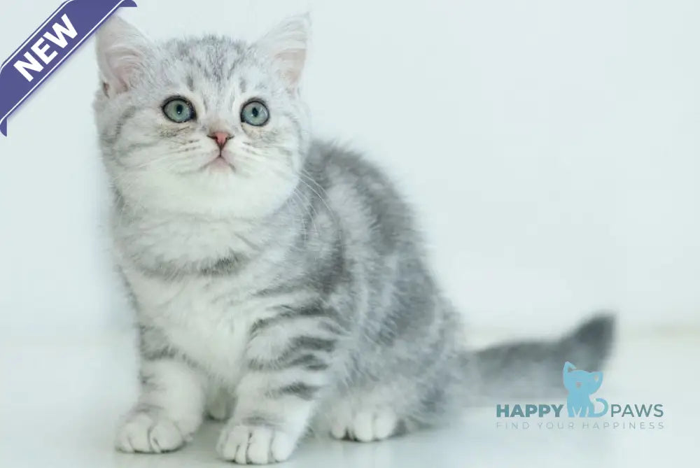 Azura Scottish Straight female blue silver tabby live animals