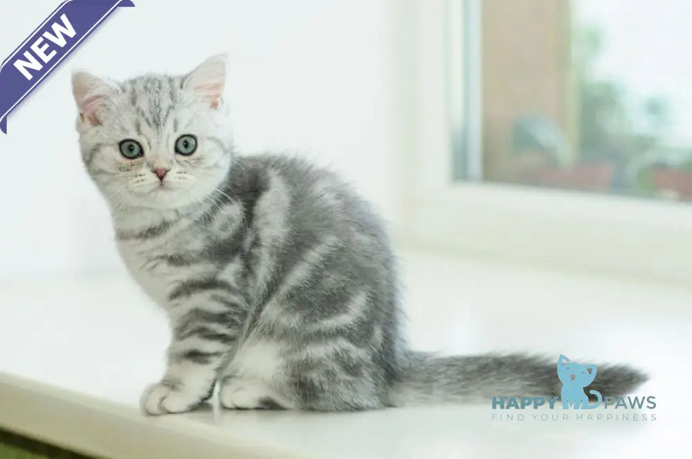Azura Scottish Straight female blue silver tabby live animals