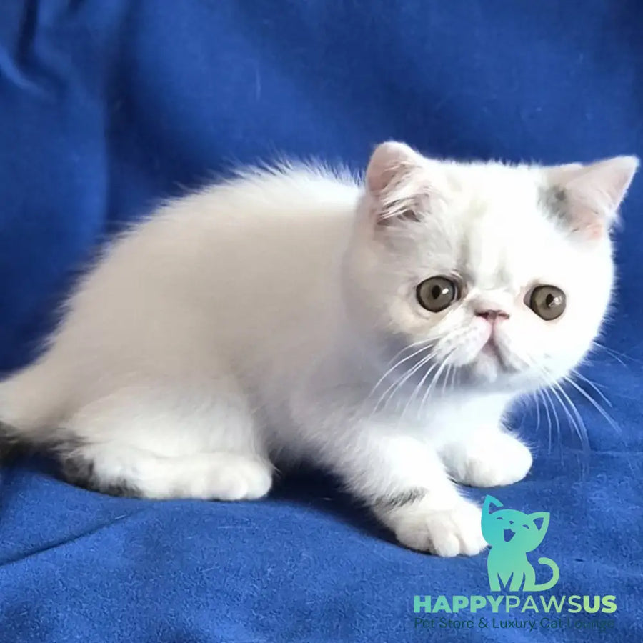 Azure Exotic female blue van - live animals