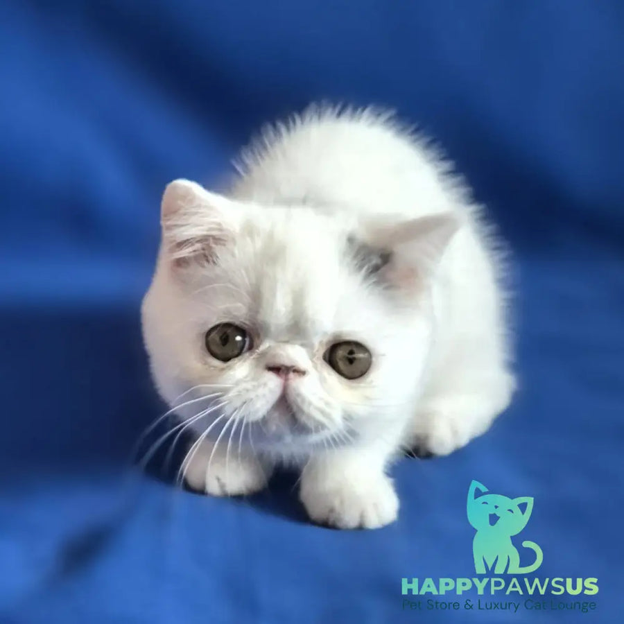 Azure Exotic female blue van - live animals