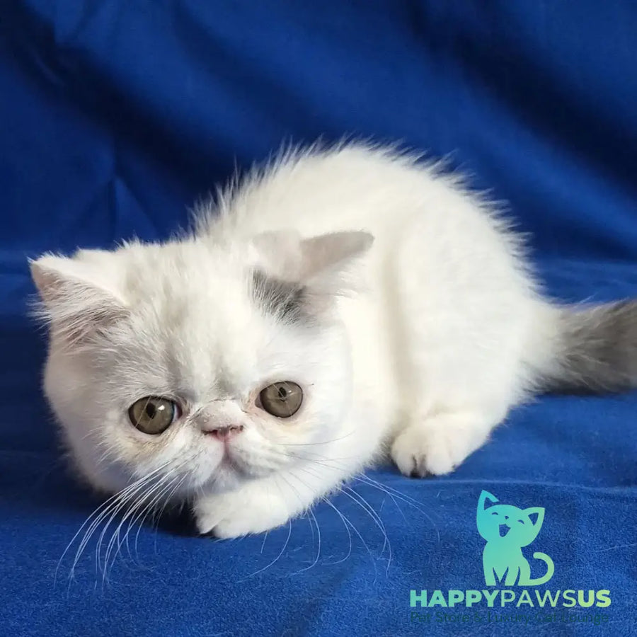 Azure Exotic female blue van - live animals