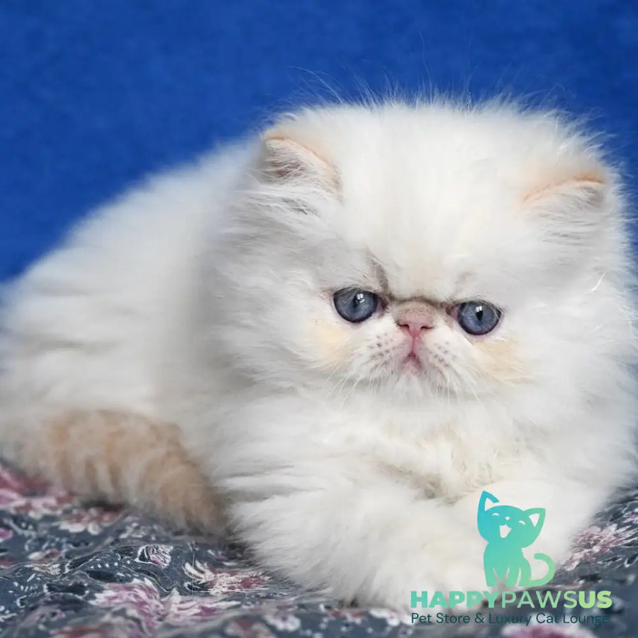 Azure Persian male cream tabby pointed - live animals