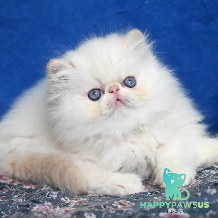 Azure Persian male cream tabby pointed - live animals