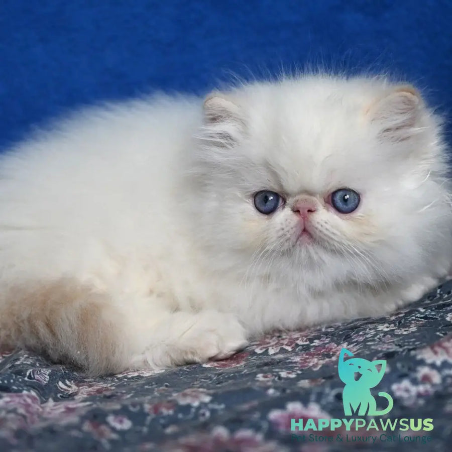 Azure Persian male cream tabby pointed - live animals
