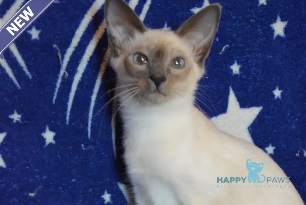 Babet Balinese female blue pointed live animals