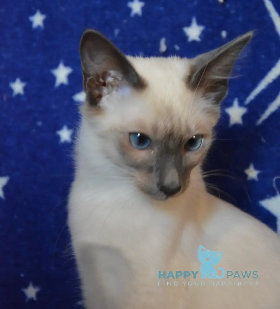 Babet Balinese female blue pointed live animals