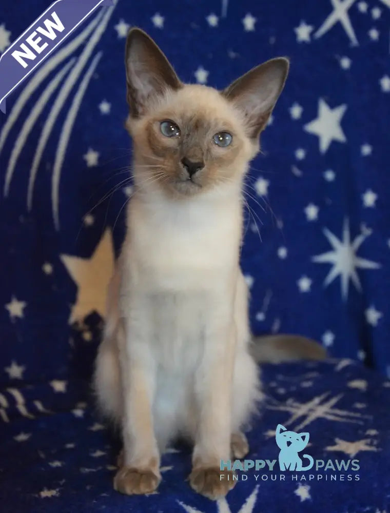 Babet Balinese female blue pointed live animals