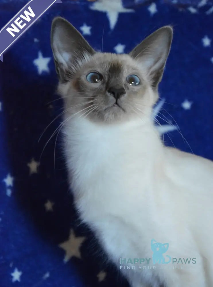 Babet Balinese female blue pointed live animals