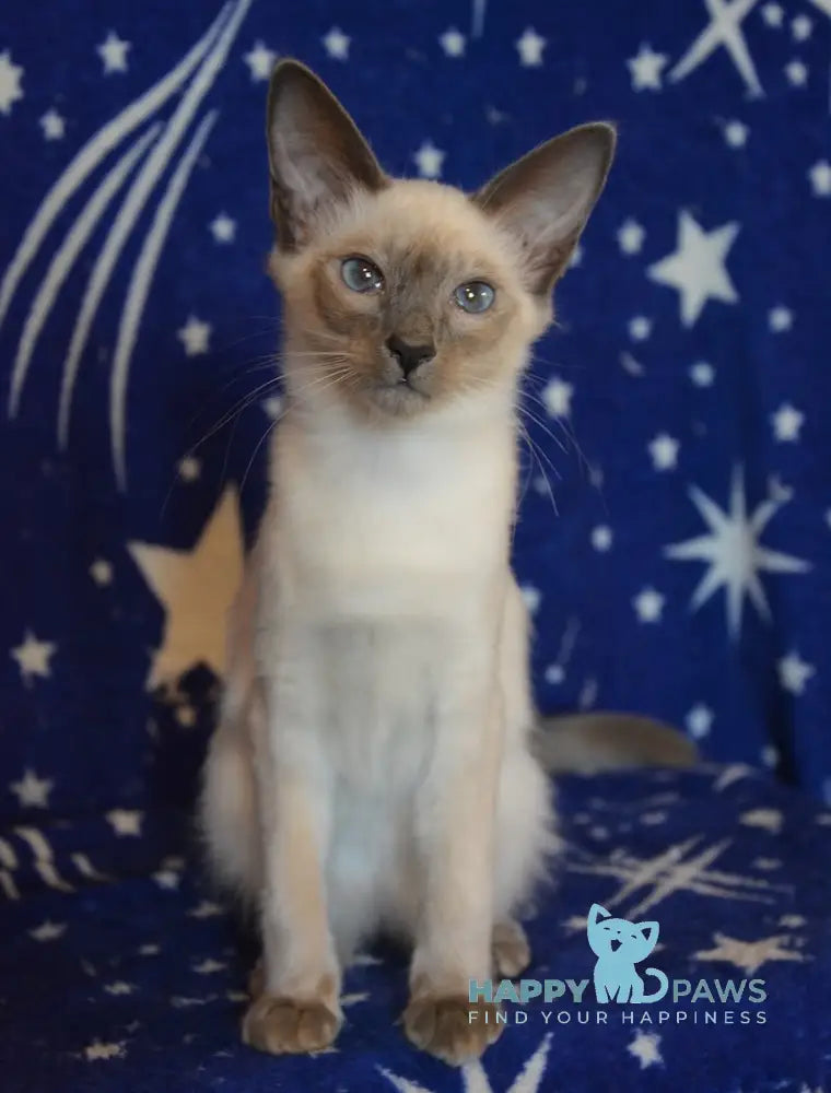 Babet Balinese female blue pointed live animals