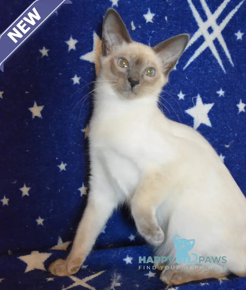 Babet Balinese female blue pointed live animals