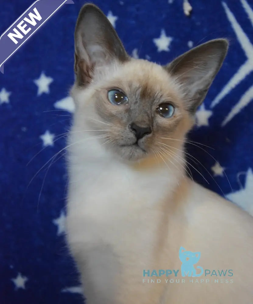 Babet Balinese female blue pointed live animals