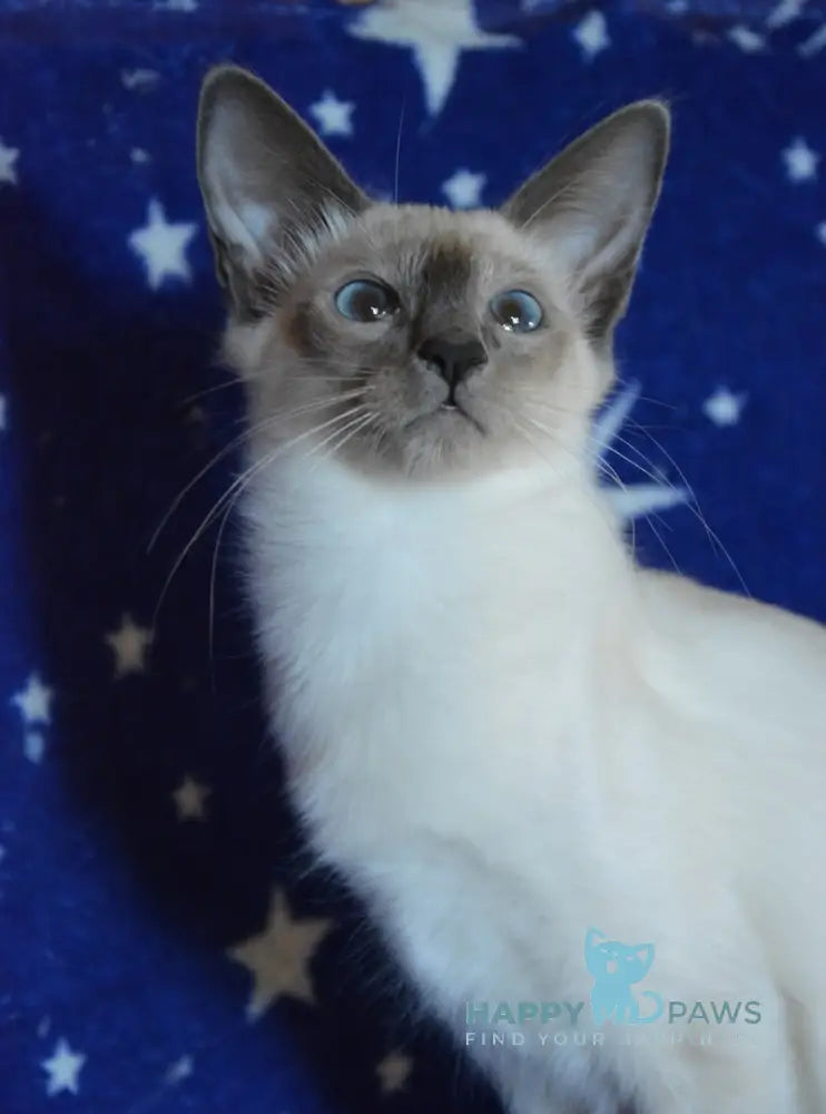 Babet Balinese female blue pointed live animals