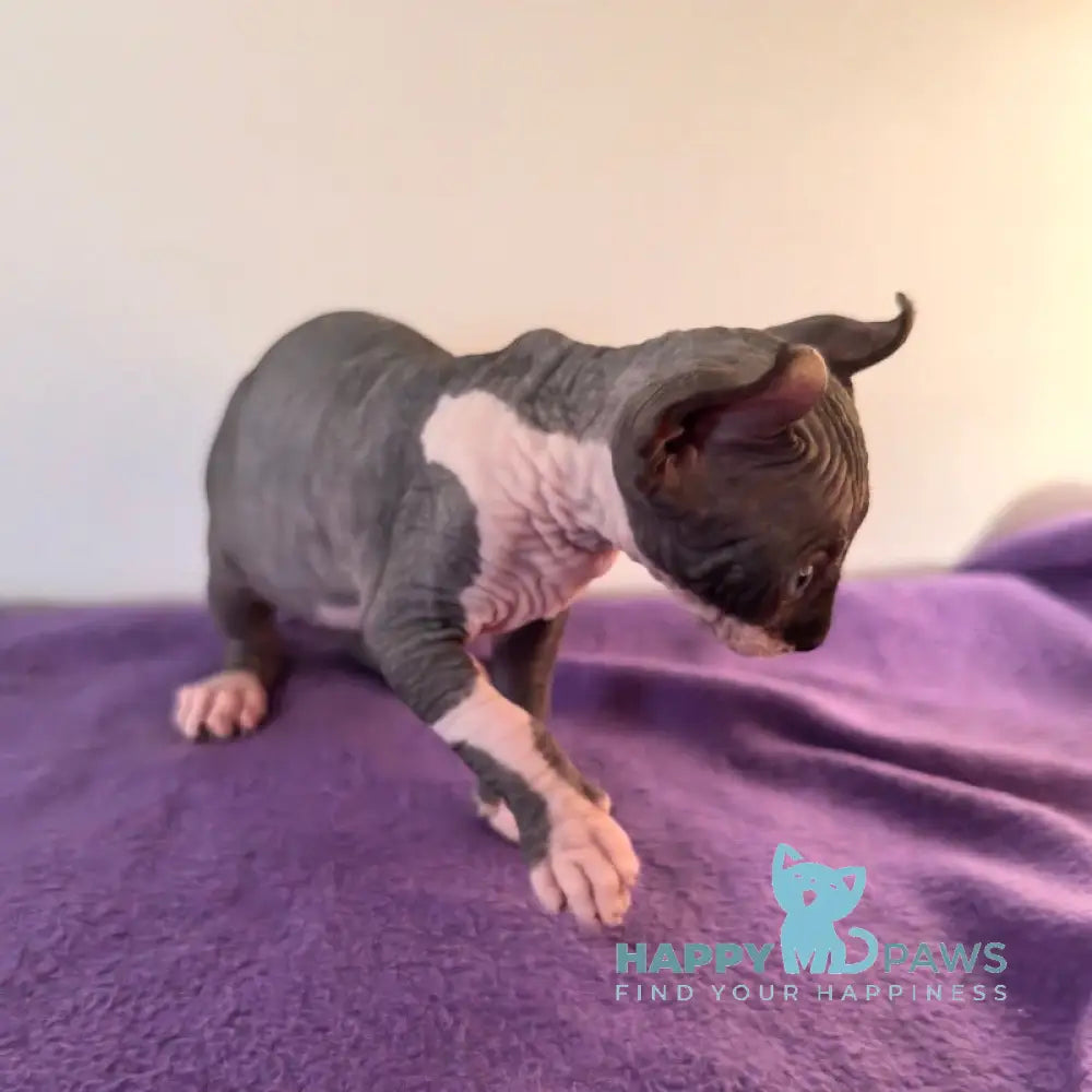 Babette Elf female black bicolour live animals