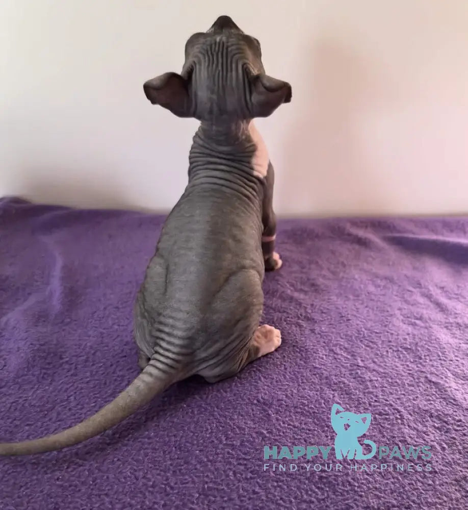 Babette Elf female black bicolour live animals