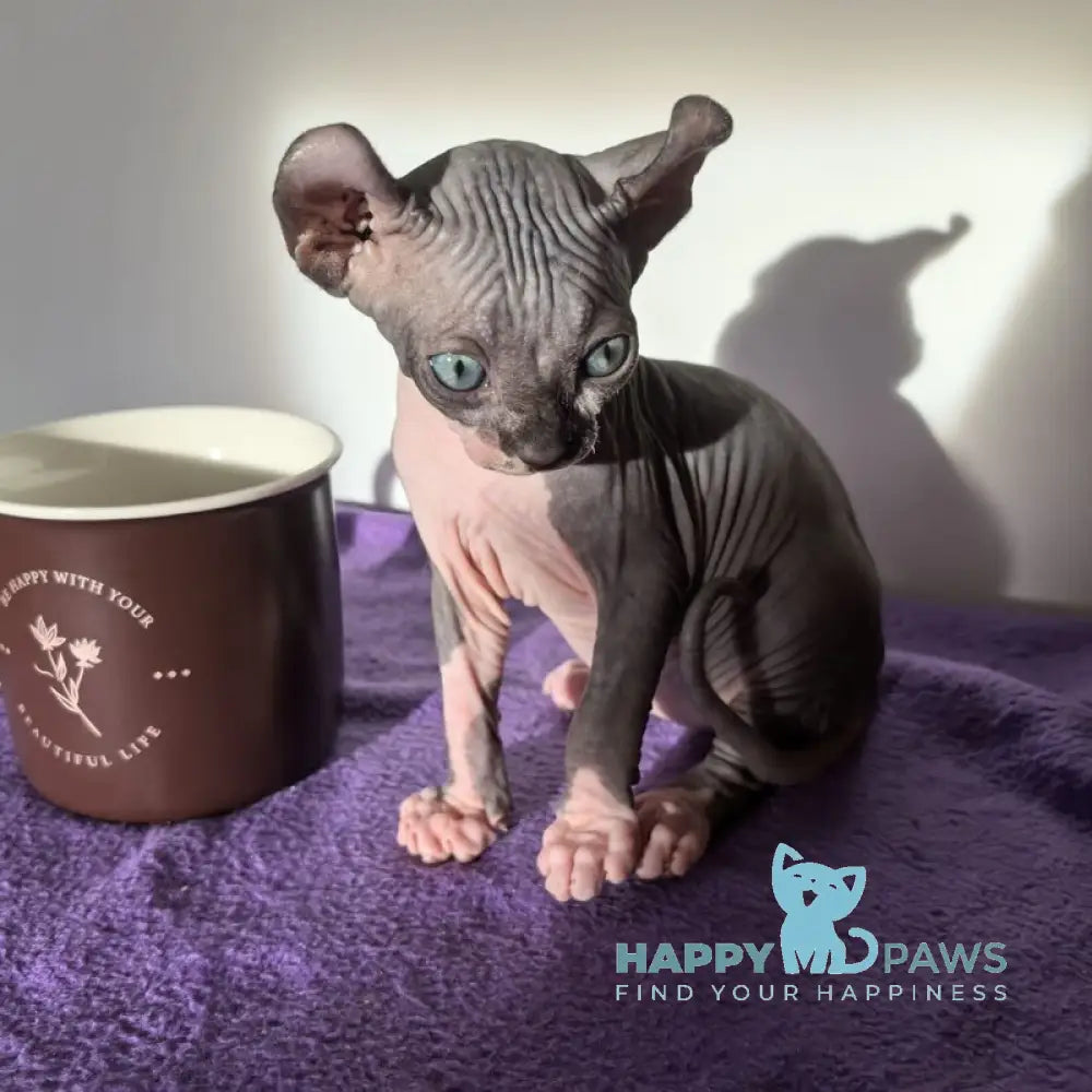 Babette Elf female black bicolour live animals