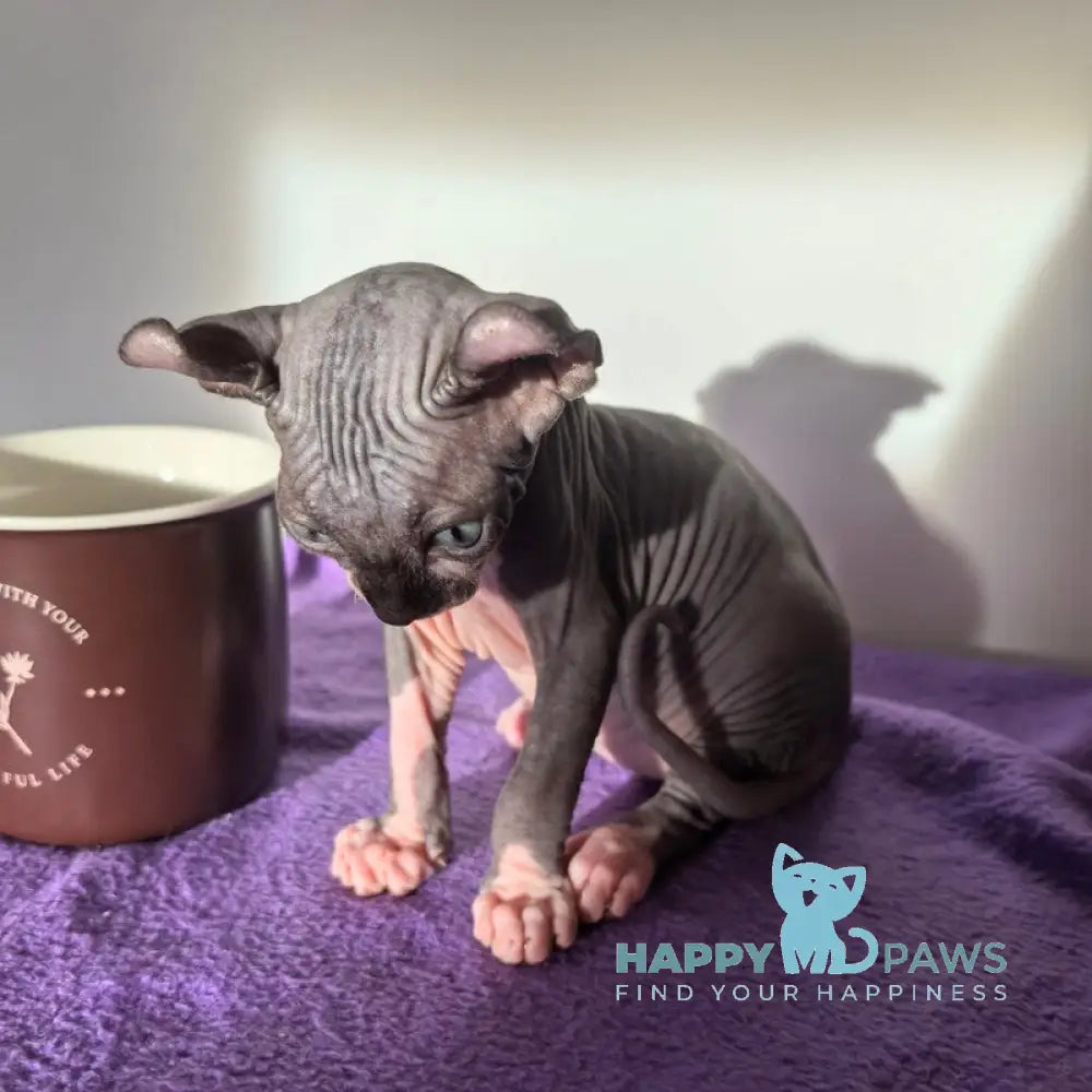 Babette Elf female black bicolour live animals