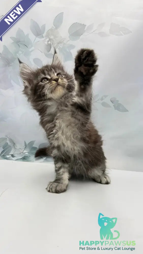 Babls Maine Coon male black tabby - live animals