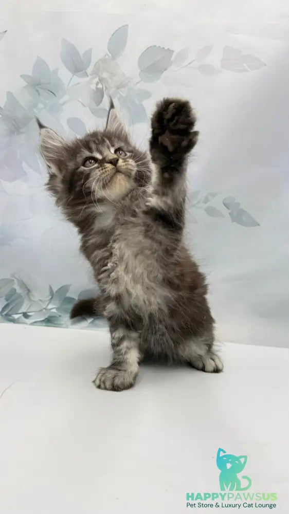 Babls Maine Coon male black tabby - live animals