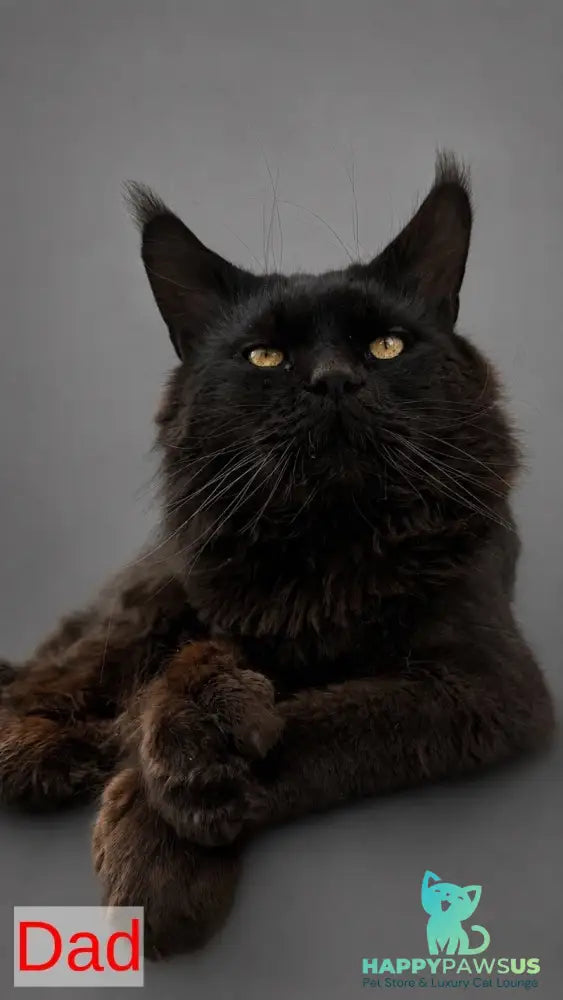 Babls Maine Coon male black tabby - live animals