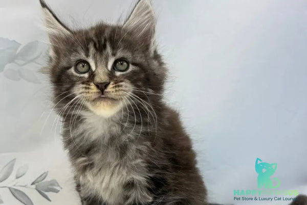 Babls Maine Coon male black tabby - live animals