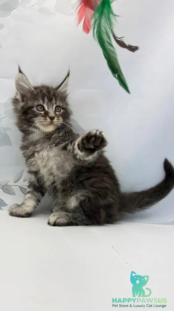 Babls Maine Coon male black tabby - live animals