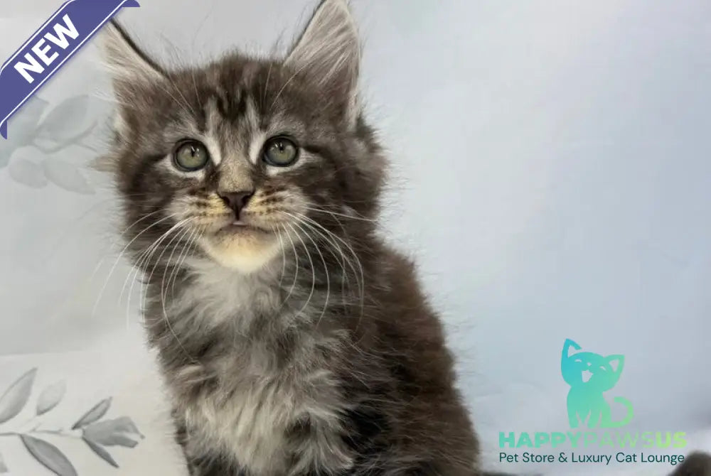 Babls Maine Coon male black tabby - live animals