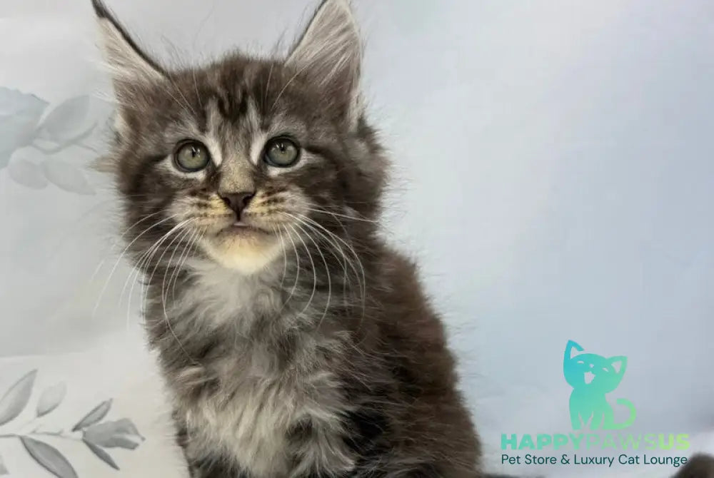Babls Maine Coon male black tabby - live animals