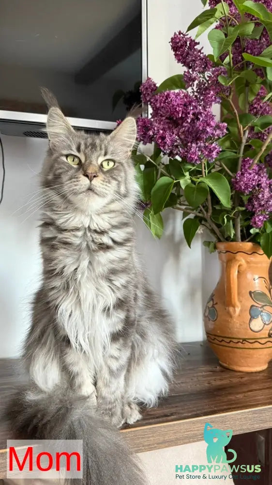 Babls Maine Coon male black tabby - live animals