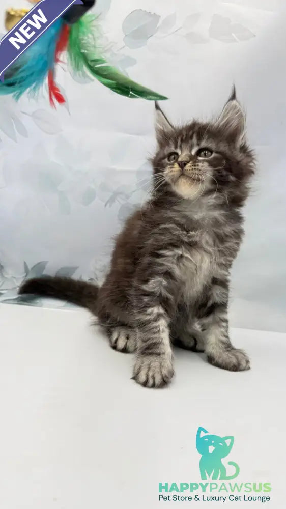 Babls Maine Coon male black tabby - live animals