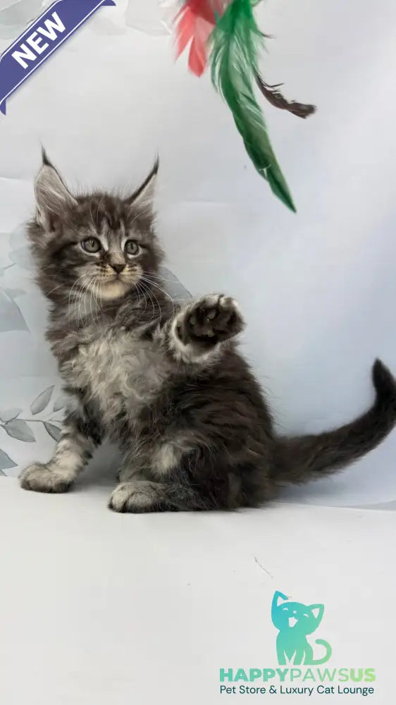 Babls Maine Coon male black tabby - live animals