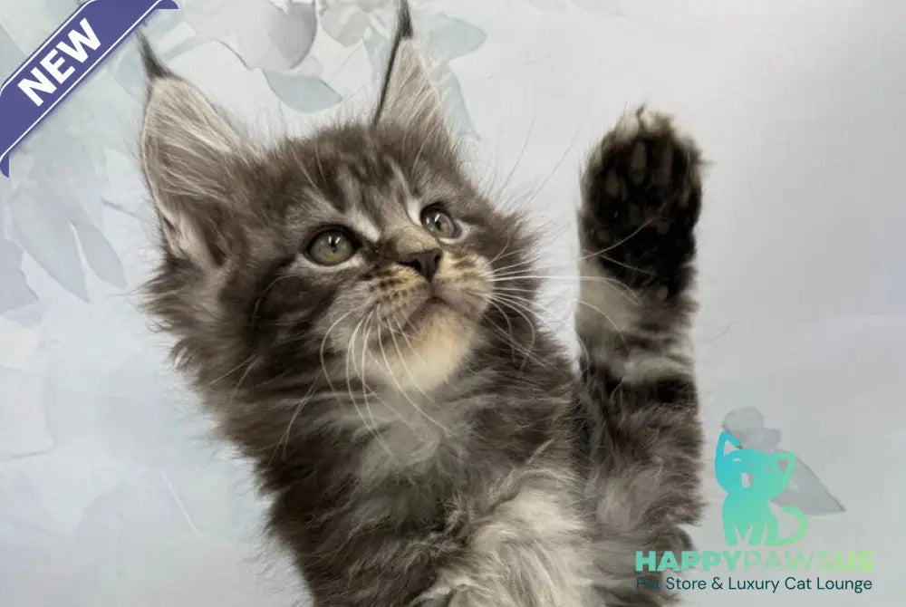 Babls Maine Coon male black tabby - live animals